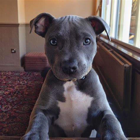 Best 25+ Staff terrier ideas on Pinterest | Blue staffy, American staffordshire bull terrier and ...