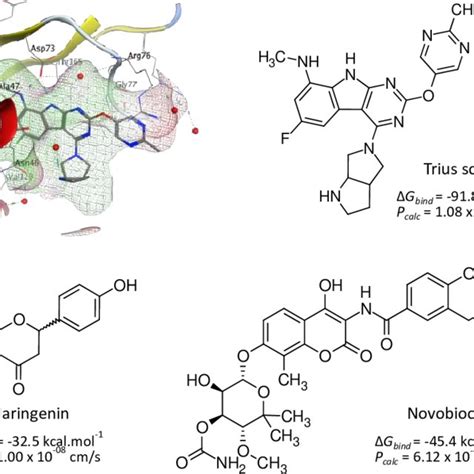 DNA gyrase B binding pocket and inhibitors. Rendered in panel (a) is ...