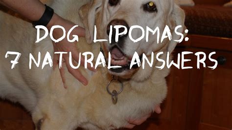 How Much Does It Cost To Remove A Dog Lipoma