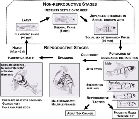 Life cycle of bluebanded gobies, Lythrypnus dalli, depicting the life... | Download Scientific ...