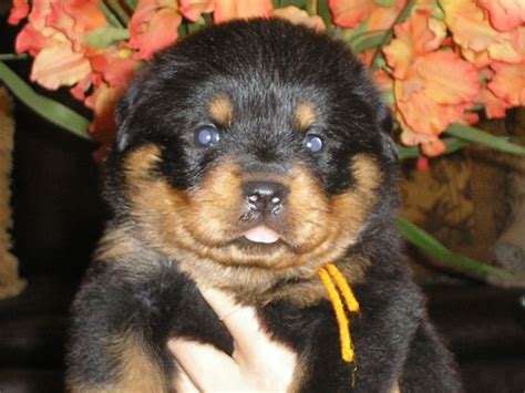 Rottweiler Breed Standards - Images of German Rottweilers