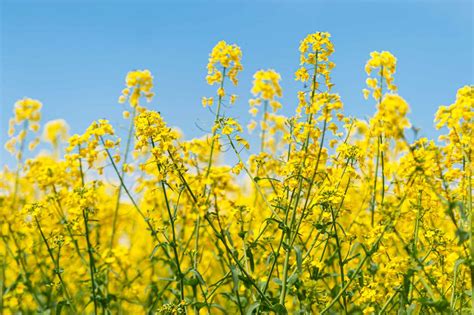 Black Mustard (Brassica nigra): Care & Growing Guide