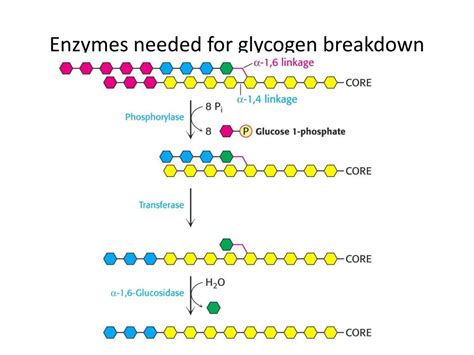 PPT - Glycogen Metabolism PowerPoint Presentation, free download - ID ...