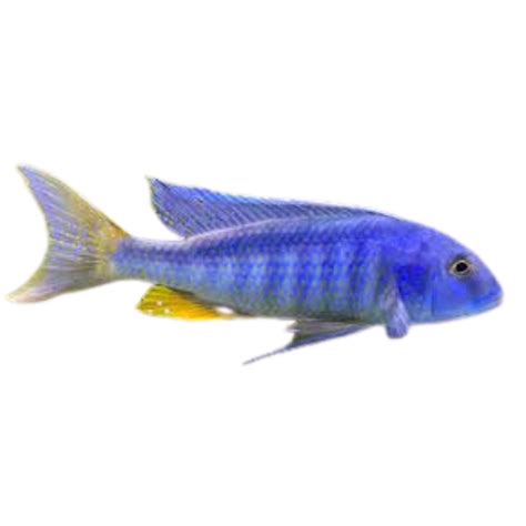Buccochromis spectabilis – Fat Glenn's Fish