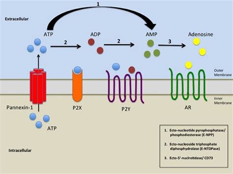 purine pathway of synthesis, involved enzymes and different receptors ...