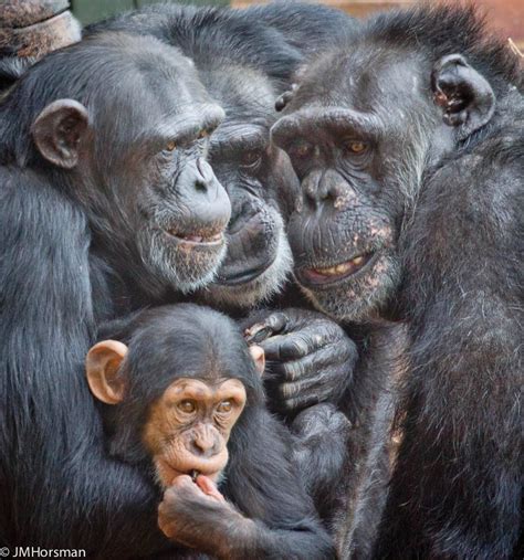 We are (chimpanzee) family! | Cleo is on the right, Tina is … | Flickr