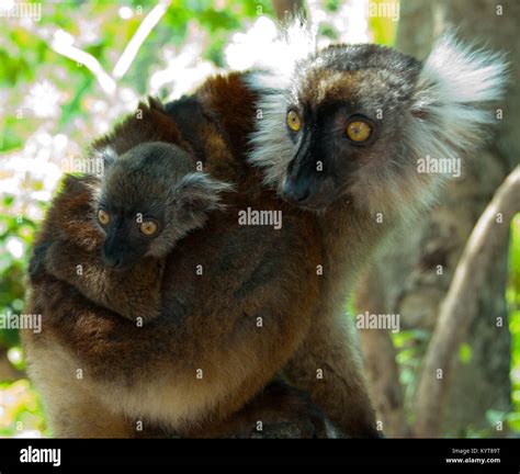 Female Black Lemur with Baby Stock Photo - Alamy