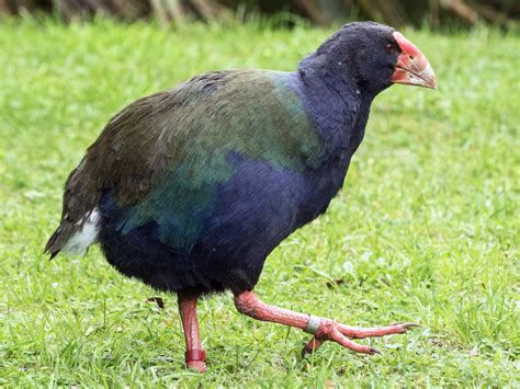 South Island Takahe - eBird