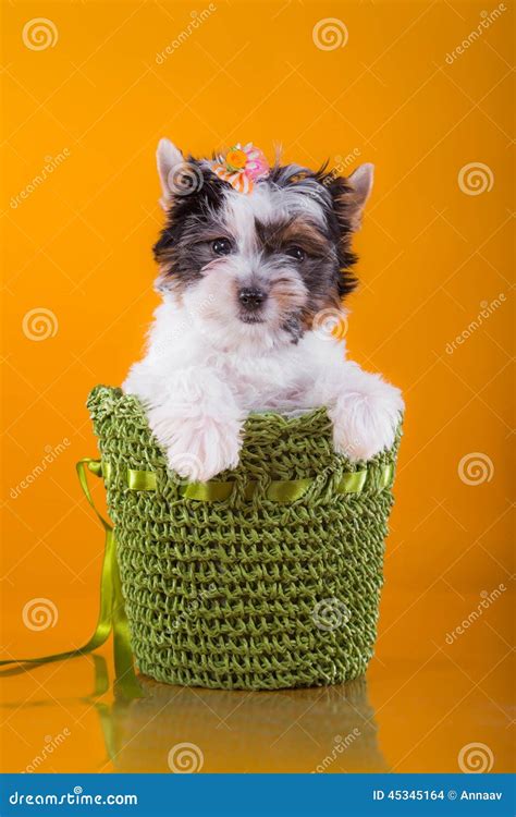 The Beaver Terrier Puppy York Stock Photo - Image of lovely, tulips: 45345164