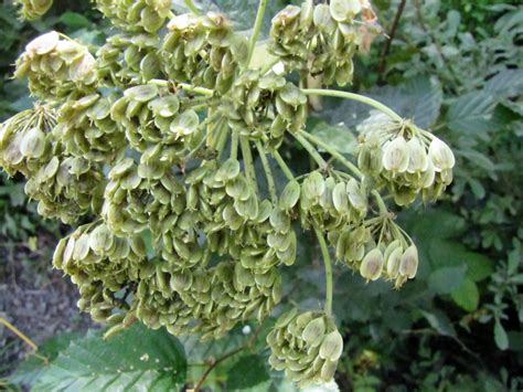 Cow Parsnip - Heracleum maximum | Edible Parts: Flowers, Lea… | Flickr