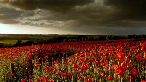 Poppy Field wallpaper | 1920x1080 | #7526