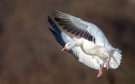 Snow Goose | Audubon Field Guide