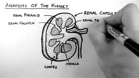 Simple Kidney Diagram