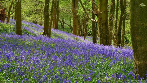 Orchids,Nature and My Outdoor Life: Our Lancashire Bluebell Woods