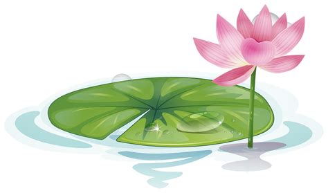 Lotus Leaf Free Vector Art - (17,678 Free Downloads)