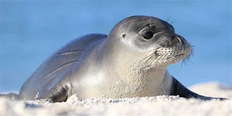 Cute Animals | Cute endangered animals, Hawaiian monk seal, Animals