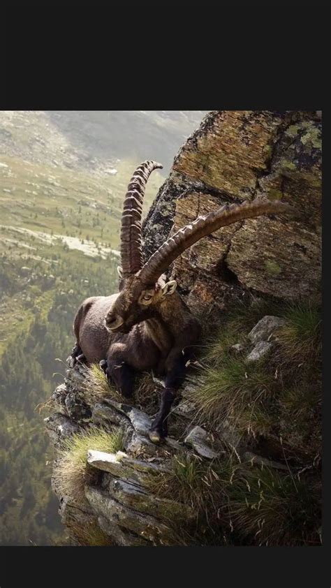 The Amazing Adaptations of Mountain Goats: How They Survive On Cliff Faces | Nickey's Circle