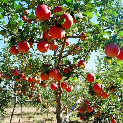 Fuji Apple Trees for Sale | Garden Goods Direct