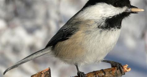 How Birds Survive The Winter | HuffPost Canada