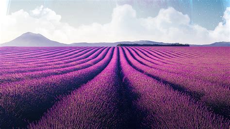 Free Download Lavender Fields Wallpaper Forwallpaperc - vrogue.co