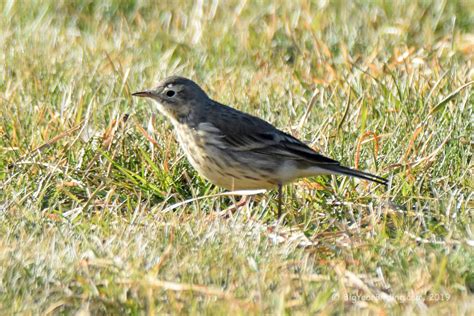 American Pipit - Big Year Birding