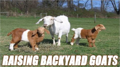 Backyard Goats | Backyard Ideas