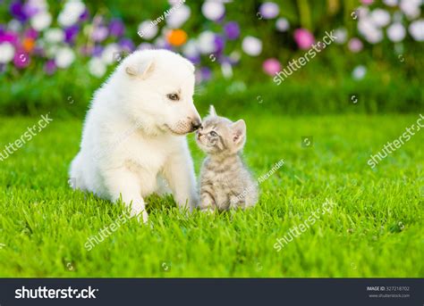 2,004,492 Cute Puppys Images, Stock Photos & Vectors | Shutterstock