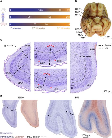 Piriform Cortex Anatomy