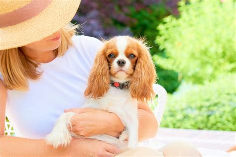 Best Cavalier King Charles Spaniel Rescues for Adoption (2024)