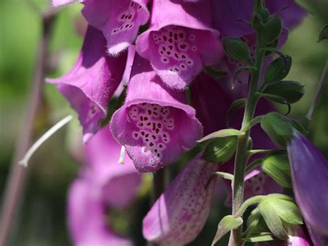 Heimischer Fingerhut - Digitalis purpurea - Baumschule Horstmann