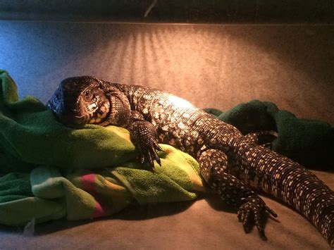 Fluffy (Argentine Tegu) making his blankets looks so so comfortable at ...