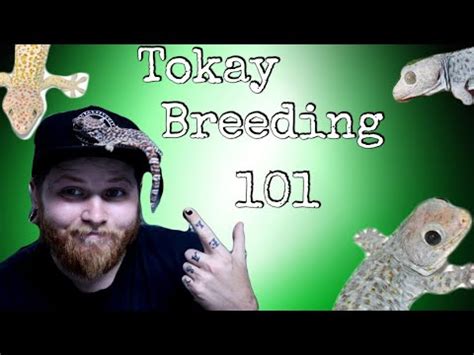 What You Need To Know Before Breeding Tokay Geckos - YouTube