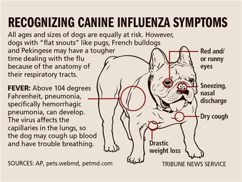 Canine influenza outbreak in nearby states hasn't reached Michigan - yet