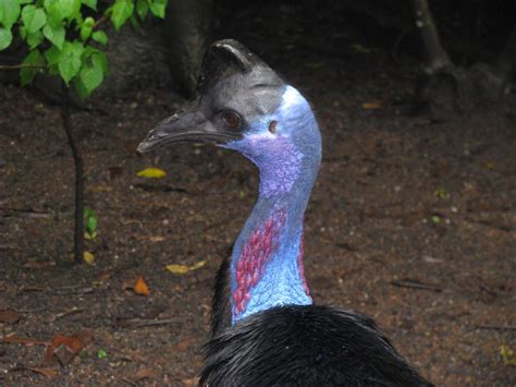 Dwarf Cassowary | At the Botanical Gardens | katieandtommy | Flickr