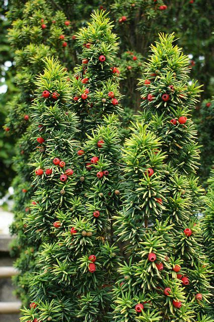 Taxus baccata 'Standishii' (golden upright taxus)