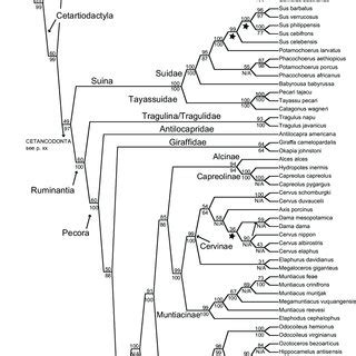 (PDF) The phylogeny of Cetartiodactyla: The importance of dense taxon sampling, missing data ...