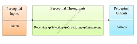 Process of Perception - What is Perceptual Process?