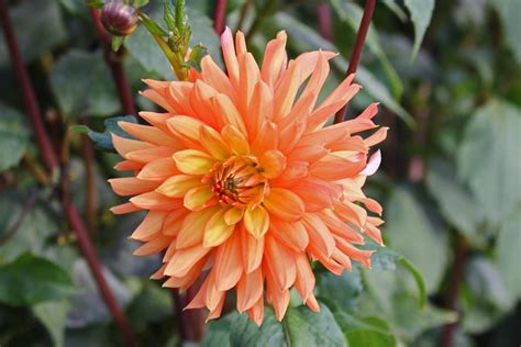 Dahlia 'Zelta Kokle' - Latvia University Botanical Gardens… | Flickr