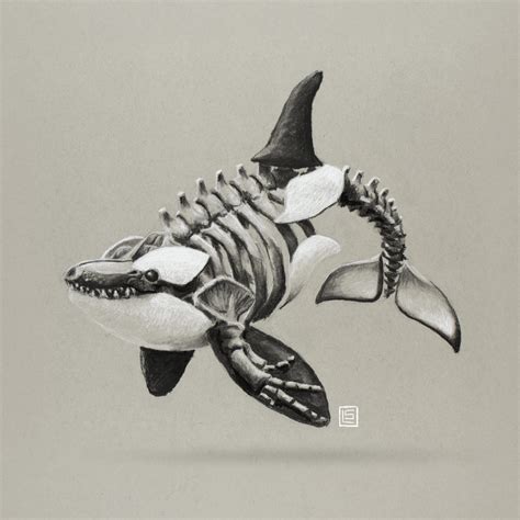 Skeleton Orca Charcoal Digital Download - Etsy Finland