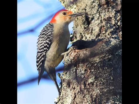 Wildlife at Assabet River National Wildlife Refuge | Sudbury Valley Trustees