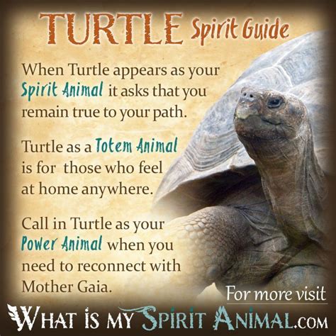 Turtle Symbolism & Meaning | Spirit, Totem & Power Animal