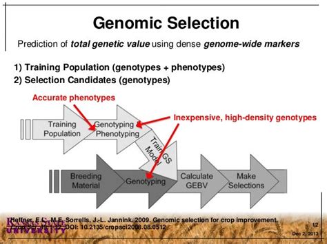 Genomic Selection & Precision Phenotyping