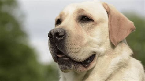 Brug vs Labrador Retriever - Breed Comparison | Petzlover