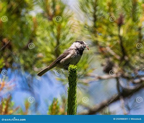 Mountain Chickadee Bird in Its Natural Habitat Stock Image - Image of nature, avian: 255988301