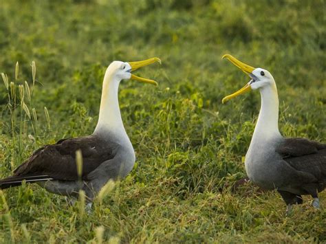 Albatross Mating Dance | Smithsonian Photo Contest | Smithsonian Magazine