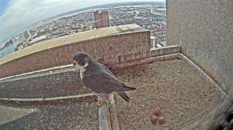 Falcon Nest Live Camera - observe Peregrine Falcon chicks | Explore.org