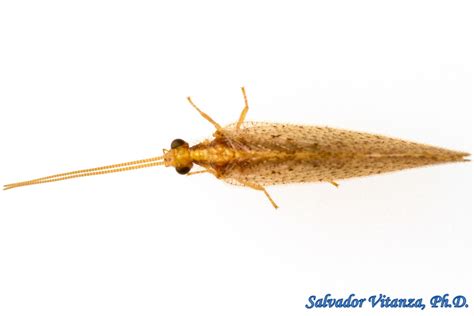 Neuroptera-Hemerobiidae-Hemerobius-Brown Lacewings (A) - Urban Programs ...