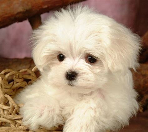 Ten Great Dog Breeds for Allergy Sufferers | Super cute puppies, Baby animals, Fluffy puppies