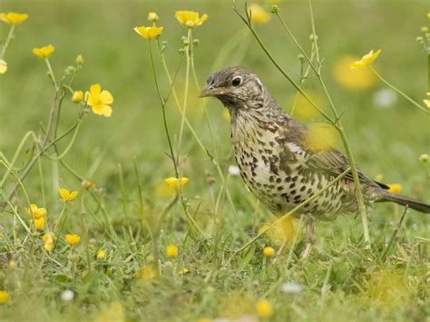 Mistle Thrush or Song Thrush: How to Tell the Difference? | Bird Fact