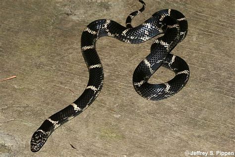 Eastern Kingsnake (Lampropeltis getulus)